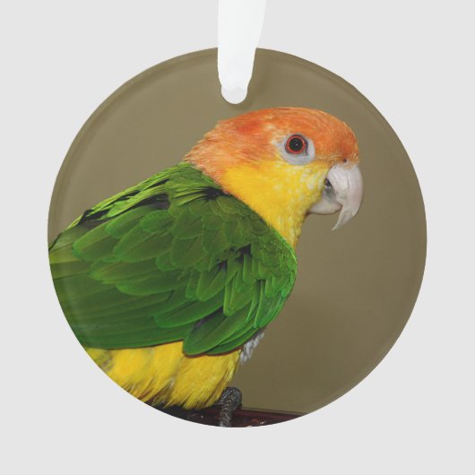 Beauful White Bellied Caique Parrot Posing Ornament (voorkant)