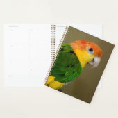 Beauful White Bellied Caique Parrot Posing Planner (Display)