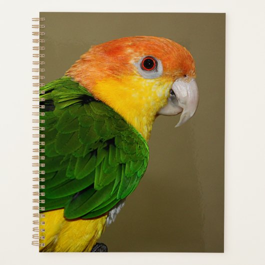Beauful White Bellied Caique Parrot Posing Planner (Voorkant)