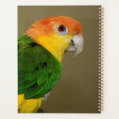 Beauful White Bellied Caique Parrot Posing Planner (Achterkant)