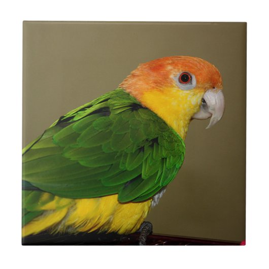 Beauful White Bellied Caique Parrot Posing Tegeltje (Voorkant)