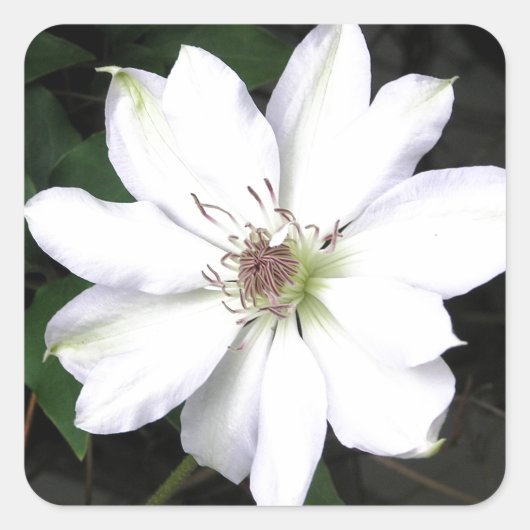 Beauful White Clematis Flowers Vierkante Sticker (Voorkant)