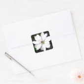 Beauful White Clematis Flowers Vierkante Sticker (Envelop)