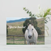 Beauful White Horse Appaloosa Foto van zaterdag Kaart (Staand voorkant)