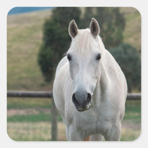 Beauful White Horse Appaloosa Foto Vierkante Sticker