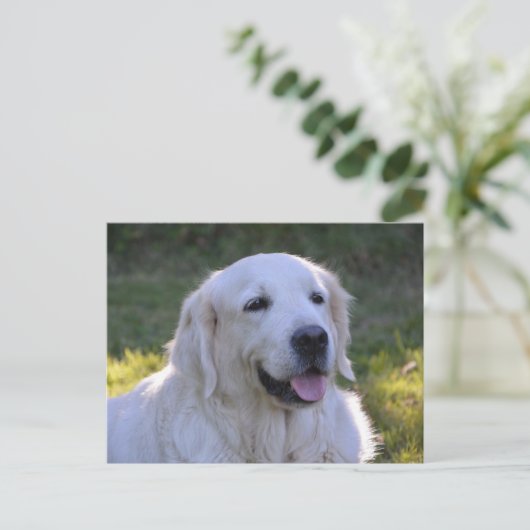 Beauful White Labrador Dog Briefkaart (Staand voorkant)