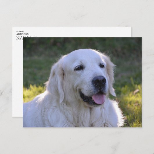 Beauful White Labrador Dog Briefkaart (Voorkant / Achterkant)