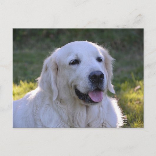 Beauful White Labrador Dog Briefkaart (Voorkant)