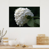 Beauful White Limoen Hydrangea Flower Poster (Keuken)