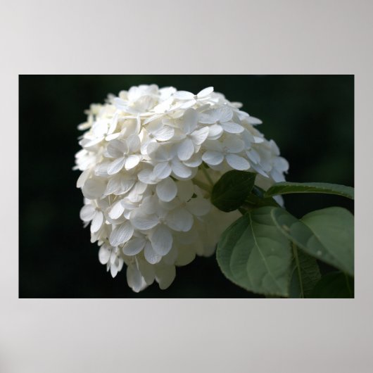 Beauful White Limoen Hydrangea Flower Poster (Voorkant)