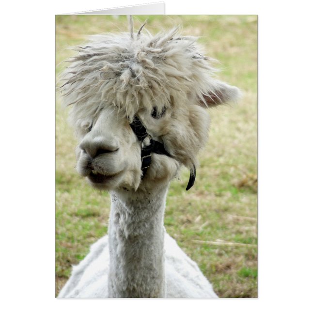 Beauful White Llama (Voorkant)