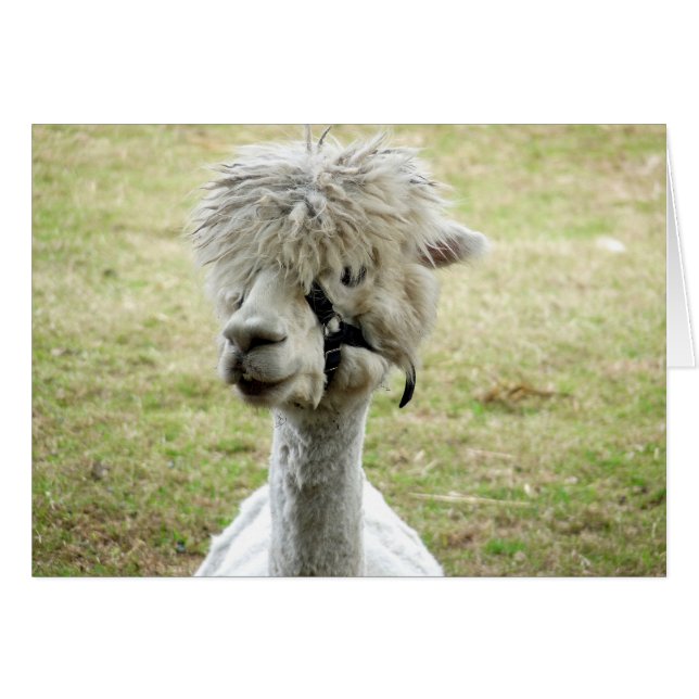 Beauful White Llama (Voorkant Horizontaal)