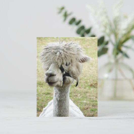 Beauful White Llama Briefkaart (Staand voorkant)