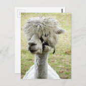 Beauful White Llama Briefkaart (Voorkant / Achterkant)