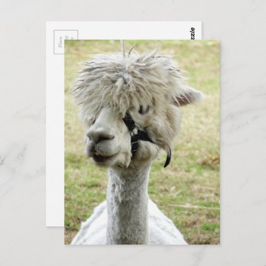 Beauful White Llama Briefkaart (Voorkant / Achterkant)