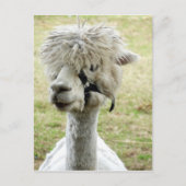 Beauful White Llama Briefkaart (Voorkant)