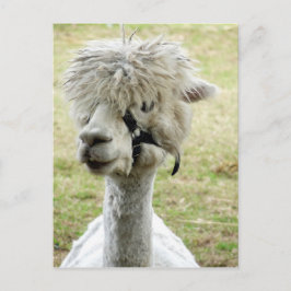 Beauful White Llama Briefkaart