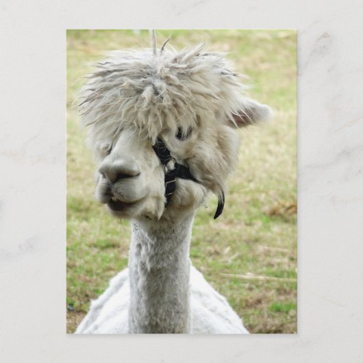 Beauful White Llama Briefkaart (Voorkant)