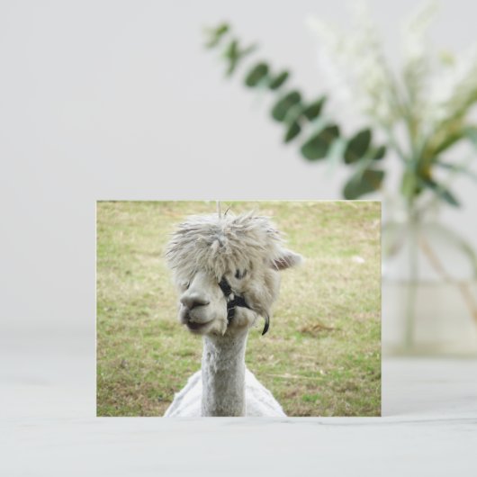 Beauful White Llama Briefkaart (Staand voorkant)