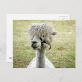 Beauful White Llama Briefkaart (Voorkant / Achterkant)