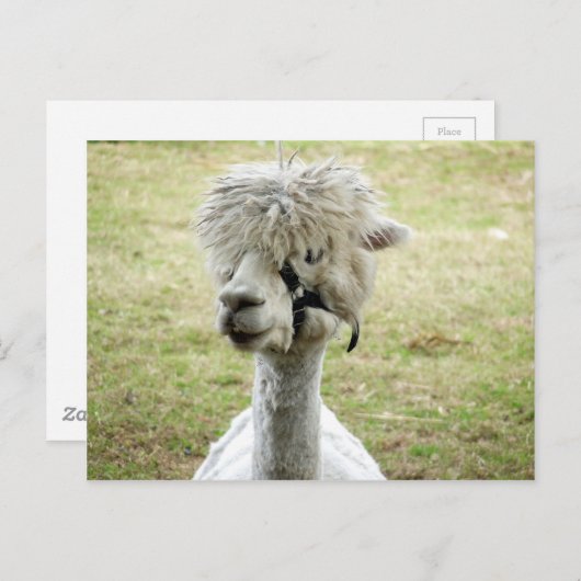Beauful White Llama Briefkaart (Voorkant / Achterkant)