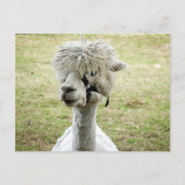 Beauful White Llama Briefkaart