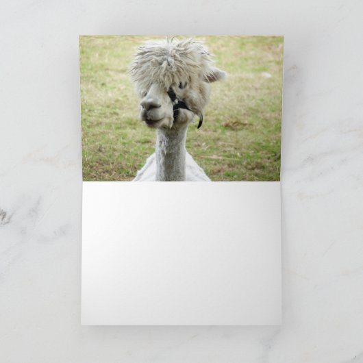 Beauful White Llama Kaart (Binnen)