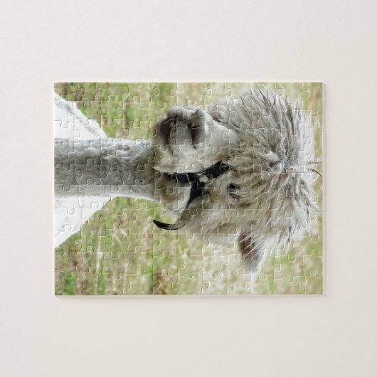 Beauful White Llama Legpuzzel (Horizontaal)