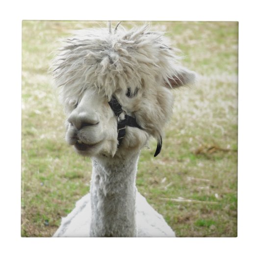 Beauful White Llama Tegeltje (Voorkant)