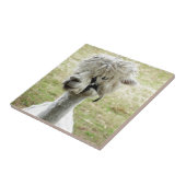 Beauful White Llama Tegeltje (Zijkant)