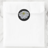 Beauful White Petunia Sticker (Tas)