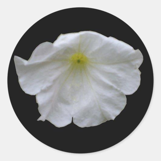 Beauful White Petunia Sticker (Voorkant)