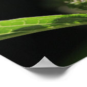 Beauful White Pokeweed Plant Flowers Poster (Hoek)