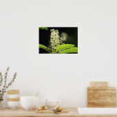 Beauful White Pokeweed Plant Flowers Poster (Keuken)
