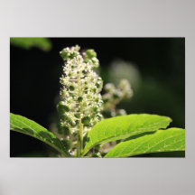 Beauful White Pokeweed Plant Flowers