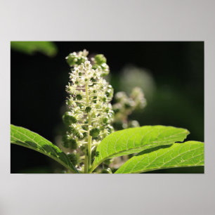 Beauful White Pokeweed Plant Flowers Poster
