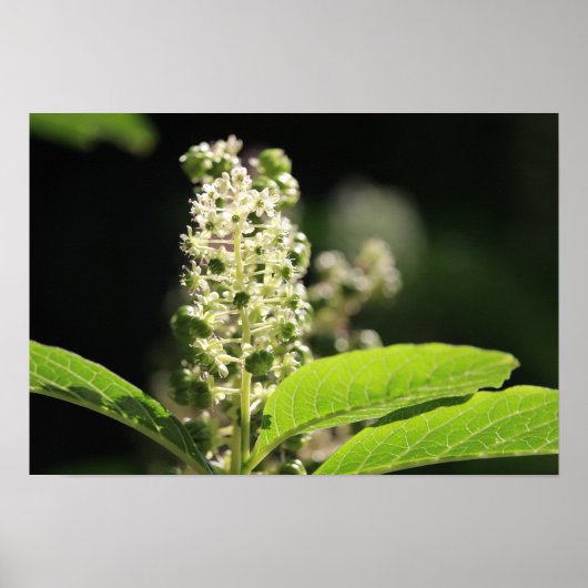 Beauful White Pokeweed Plant Flowers Poster (Voorkant)