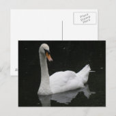 Beauful White Swan Briefkaart (Voorkant / Achterkant)