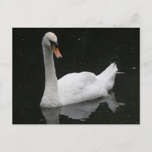 Beauful White Swan Briefkaart