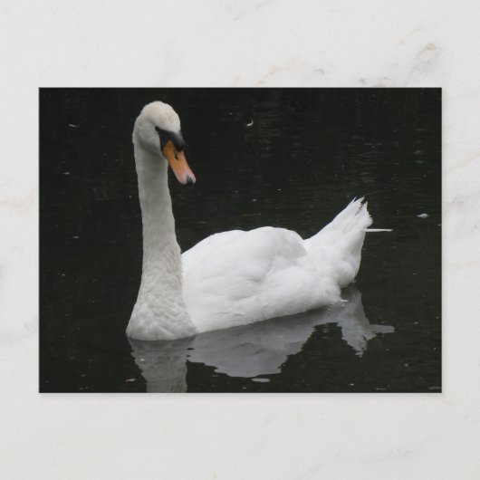 Beauful White Swan Briefkaart (Voorkant)
