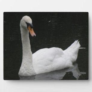 Beauful White Swan Plaque Fotoplaat