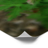 Beauful Wild Geraniums Poster (Hoek)