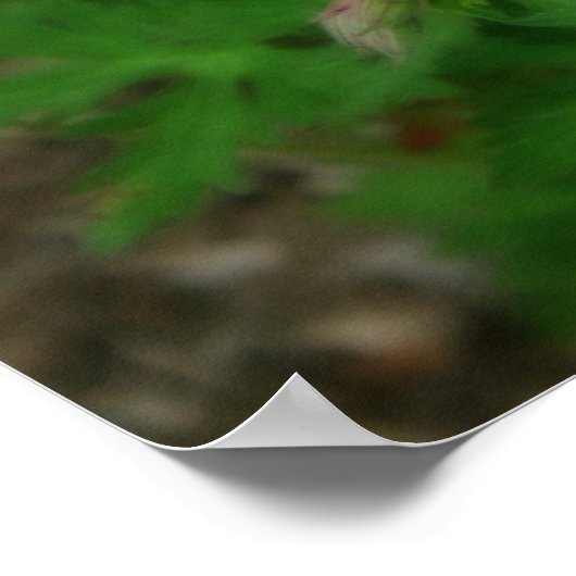 Beauful Wild Geraniums Poster (Hoek)