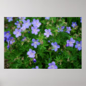 Beauful Wild Geraniums Poster (Voorkant)