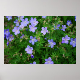 Beauful Wild Geraniums Poster