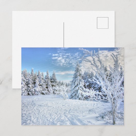 Beauful Winter Snow Forest Scene Briefkaart (Voorkant / Achterkant)