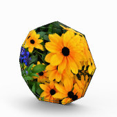 Beauful Yellow Daisy Foto (Rechts)