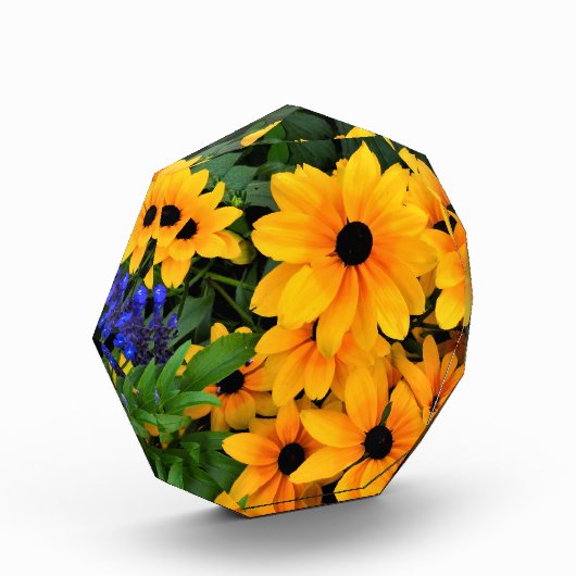 Beauful Yellow Daisy Foto (Links)