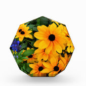 Beauful Yellow Daisy Foto (Voorkant)