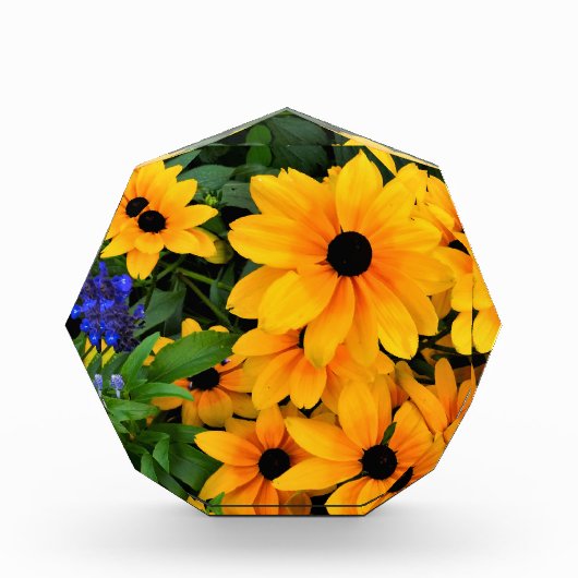 Beauful Yellow Daisy Foto (Voorkant)